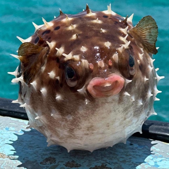 Meet your Posher, Wendy - Picture 1 of 1